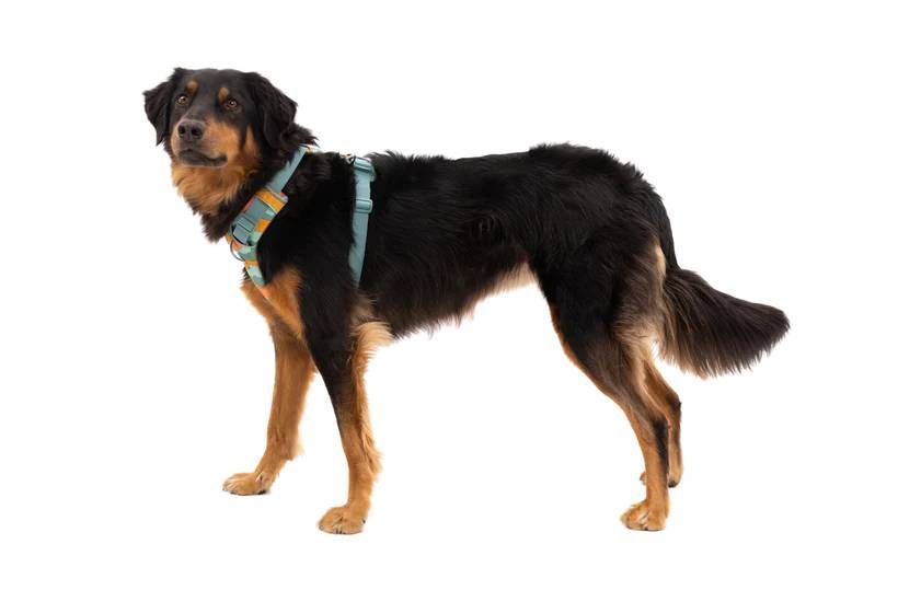 Повседневная шлейка для собак Ruffwear Front Range&reg; S 56-69 см Бирюзово-оранжевый 30803 фото