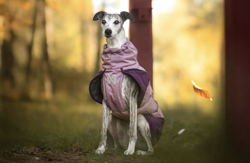 Тепла зимова куртка для собак Glacier jacket 3.0 Non-stop dogwear Фіолетовий 33 41292 фото