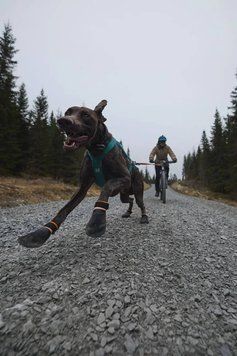 Черевики для собак Protector bootie Non-stop dogwear Чорний/Помаранчевий 2XL 4 Шт. 40331 фото