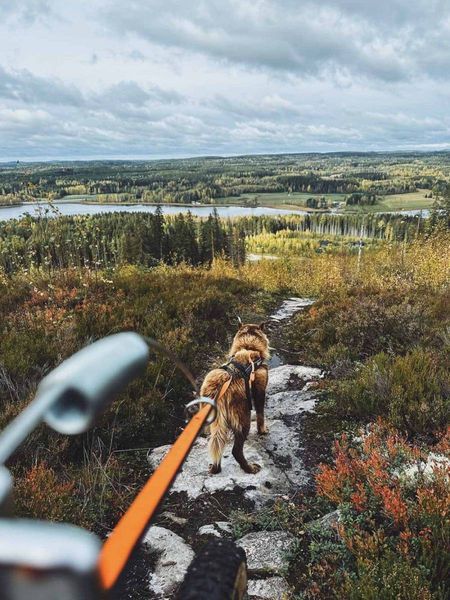 Антенна для велосипеда Bike antenna Non-stop dogwear Серый 40481 фото