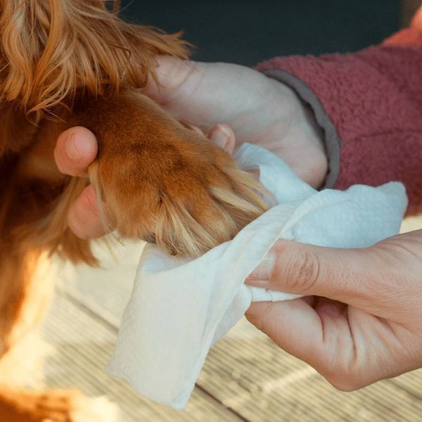 Вологі серветки біорозкладні бамбукові Beco Pets без запаху 20 шт. 40243 фото