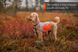 Світловідбивна попона Reflection blanket Non-stop dogwear Помаранчевий 2XS 40858 фото 7