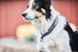 Ошейник для собак Cruise Non-stop dogwear Черный XL 40431 фото 5