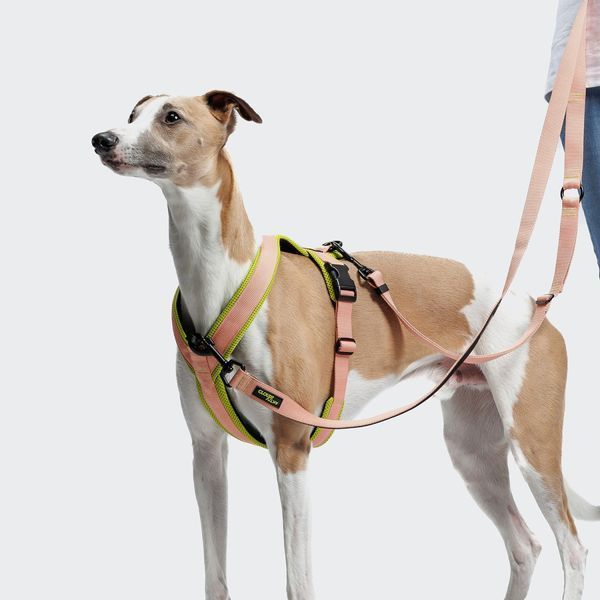 Y-подобная шлейка для собак Cloud7 Y-1 Harness AKTIV Персиковый L 46246 фото