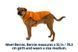 Тепла куртка для собак Ruffwear Quinzee&trade; L Помаранчевий 30471 фото 12