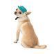 Панама Pet Fashion Rob для собак бавовна фіксатор бірюзова XS 1111195208 фото 2