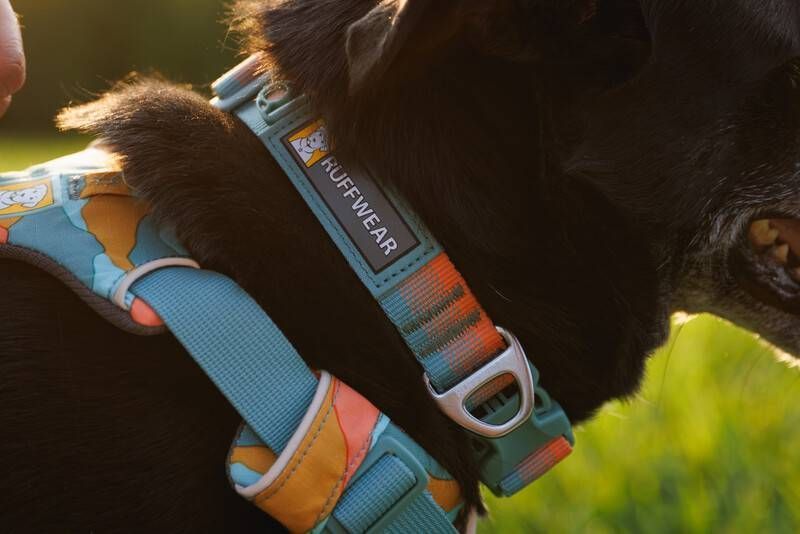 Повсякденний нашийник для собак Ruffwear Front Range&trade; 28-36 см Оранжево-сірий 30671 фото