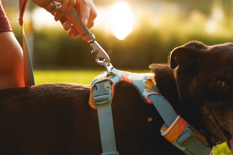 Повсякденний нашийник для собак Ruffwear Front Range&trade; 28-36 см Оранжево-сірий 30671 фото